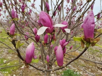 玉兰介绍和玉兰养护
