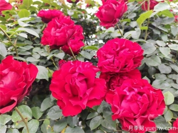 推荐耐寒的十大藤本月季，零下20度不怕