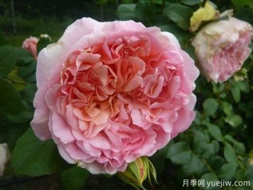 帕比戴尔巴德月季