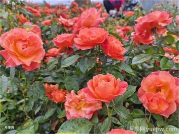 揭秘月季花的不朽魅力，让家园四季如春