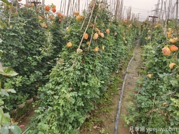 降温了，月季笋芽要剪吗？