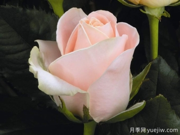 开司米月季Cashmere