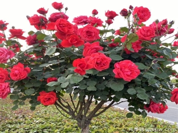 月季缓苗的优缺点，缓苗的步骤