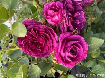 月季秋季花期，如何保证秋天花开爆盆？