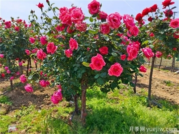 月季生长的底层逻辑