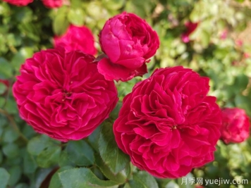 月季之语：时光轻抚的绮丽诗篇