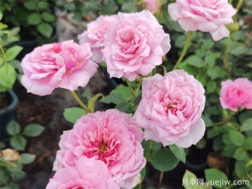 月季有三怕，避开月季养殖误区