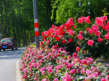 宜昌市董市镇，月季绽放月季小镇