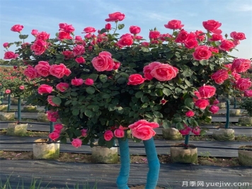 冬季养好月季，春天怒放盛开，造型藤本月季修剪办法