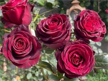 黑巴克月季的介绍