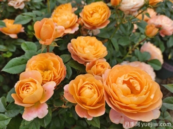 适合阳台种植的微型月季品种推荐