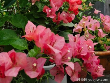 最勤花的5个三角梅品种，又美又勤劳