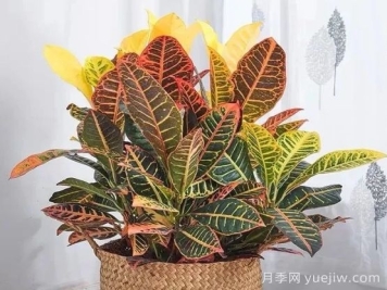 变叶木的养护方法及注意事项有哪些