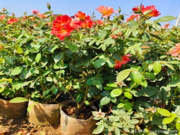 八个字讲透苗木种植土壤问题！