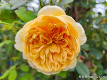 黄金庆典月季，分枝多花量大，香气浓郁花期长