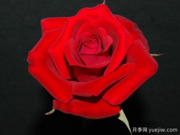 名誉法庭月季Court of Honor