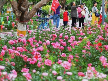 巴音郭楞玫瑰市花文化和月季景观