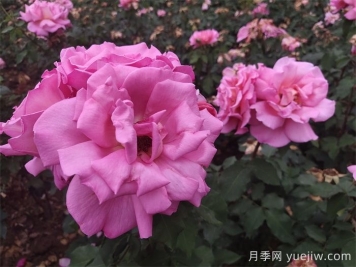 锡林郭勒市花文化和月季景观