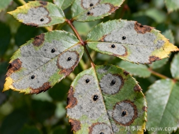 月季灰斑病的症状及防治
