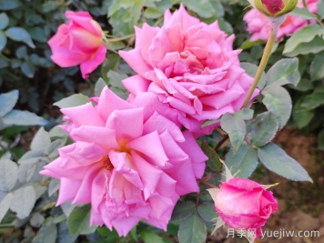 毕节市园林绿化适合种月季花吗？