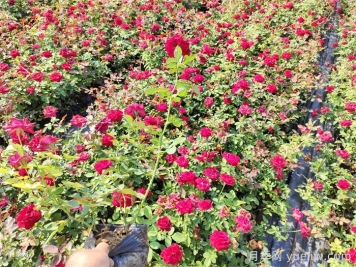 延安市园林绿化适合种月季花吗？