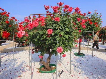 南阳为何成为中国月季之乡？