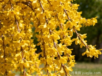 连翘的功效作用及禁忌是什么？