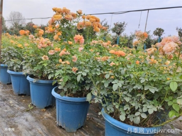 如何判断月季盆花需要换盆？