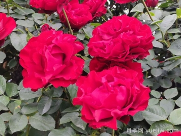 御用马车月季介绍及优缺点