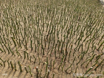 现在月季花剪枝插种能活吗？