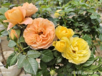 新手选月季攻略，就看这4点