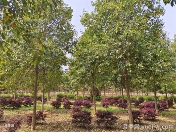 选择苗木的九个注意事项