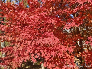 红枫育苗技术及其养护管理