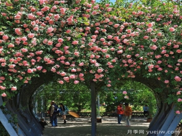 上海徐汇超浪漫的月季花海开好了，与你有约
