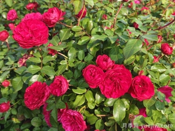 流胶病是月季生产中的常见病和多发病，它的症状是什么？