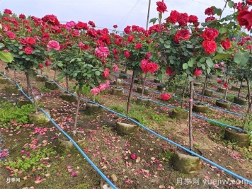 树状月季种植后开花不大的原因在哪里？和品种有关系吗？