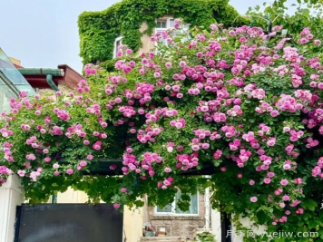 青岛蔷薇花开海滨，真正的顶流浪漫