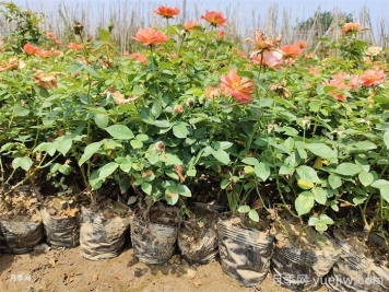 盆栽月季夏季如何养？夏季盆栽月季的养护方法