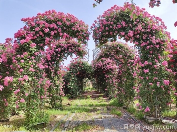 怎么让藤本月季爬藤？