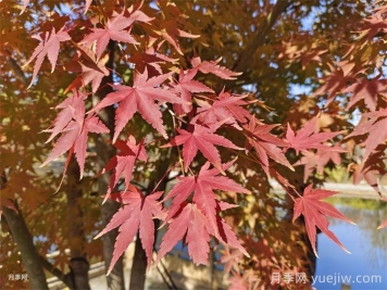 鸡爪槭和红枫的区别，叶片、枝干、花果期