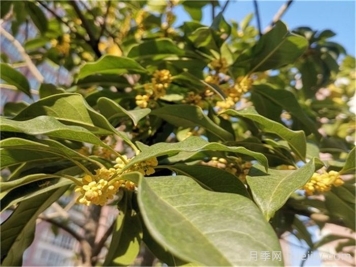 南阳桂花基地，桂花移植的最佳时机是什么时候？