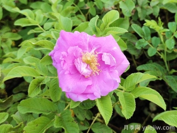 正宗的平阴玫瑰介绍