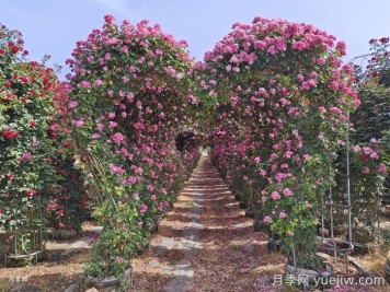 藤本月季牵引办法和月季花墙修剪措施