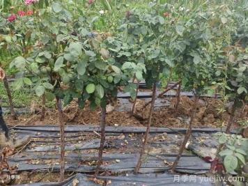 苗木移栽的时机到底怎么选？春天还是秋天