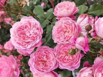 开封适合养月季花吗？市花和市树是什么？