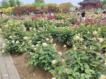 园林绿化苗木怎么挑才合适？