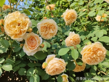 月季花肥如何选择？花多多2号和磷酸二氢钾的区别