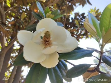 玉兰树的修剪施肥和养护注意