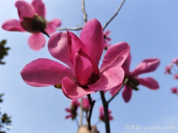 玉兰树的养殖方法和注意事项