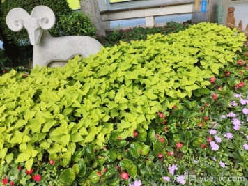 如何运用植物色彩方案配置路缘花境？